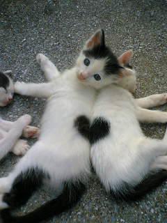 Kitty hearts 