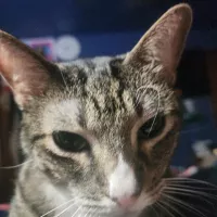 mustlovecatsandonepiece