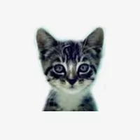 welovecatsandkittens