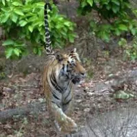 tigersafari