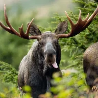 moose6_7
