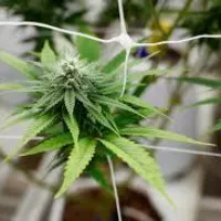 apexweedhub