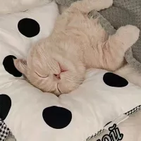 oopo