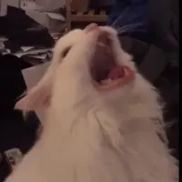 daandyboi