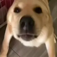 supermaggot